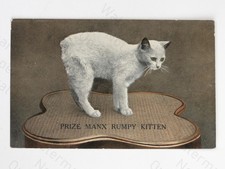 Prize Manx Rumpy Kitten Cat