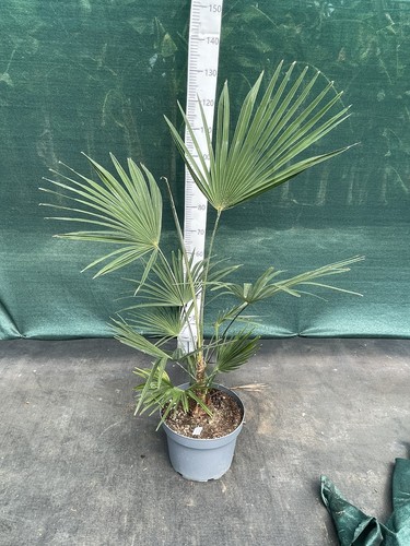 Trachycarpus wagnerianus - , x
