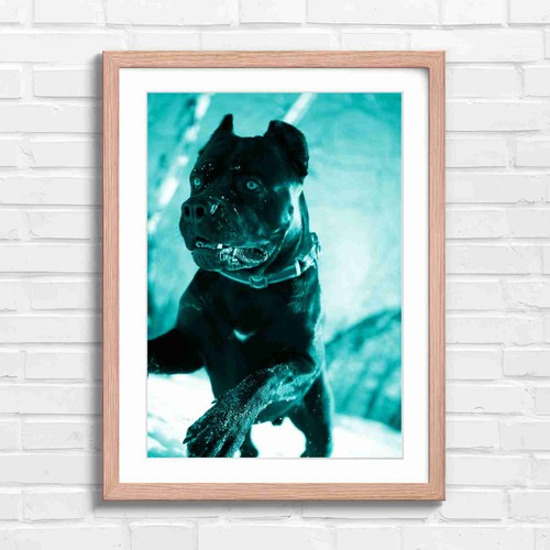 Cane corso dog snow - corso,