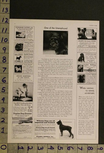 1933 dog canine miniature - dog,