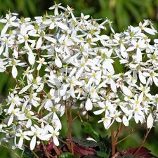 Saxifrage ‘Dancing Pixies