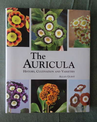 The auricula allan - the,