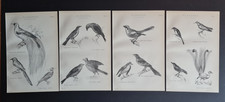 Set of antique (c. 1890) prints - Birds - Ornithology - Passeres - Passerines