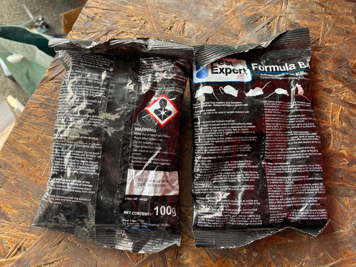 Pest expert rat - pest, rodent