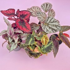 Begonia Rex Baby Plant Set of