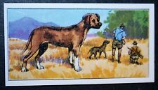 RHODESIAN RIDGEBACK   Vintage 1971 Illustrated Dog Card  EE22M