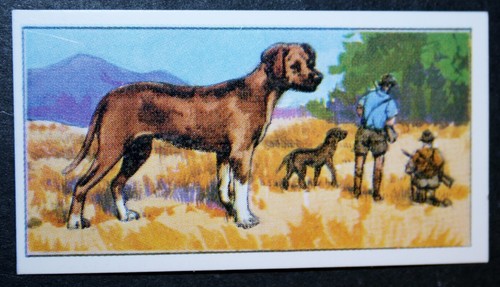 Rhodesian ridgeback vintage - rhodesian,