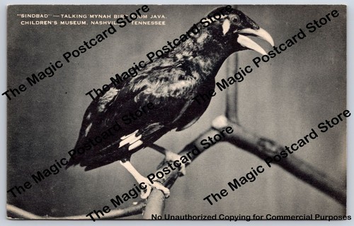Sindbad talking mynah - "sindbad",