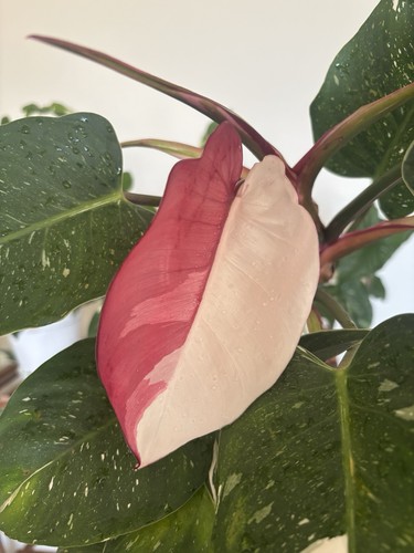 Philodendron white princess - philodendron,