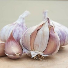 T&M Garlic Germidour