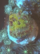 zoas   Frag Marine Aquarium