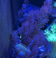 Purple Kenya Tree Soft Coral