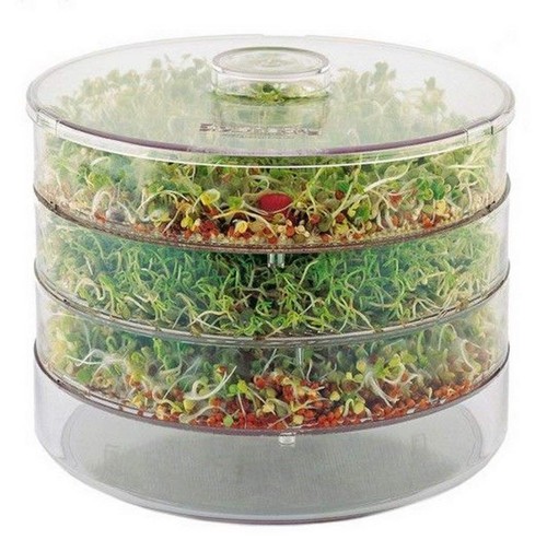 Three tray seed - tray, beans