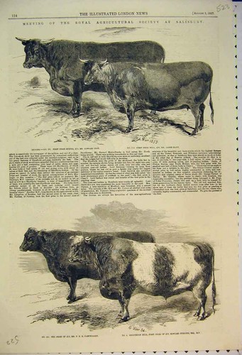 Old antique print - old,