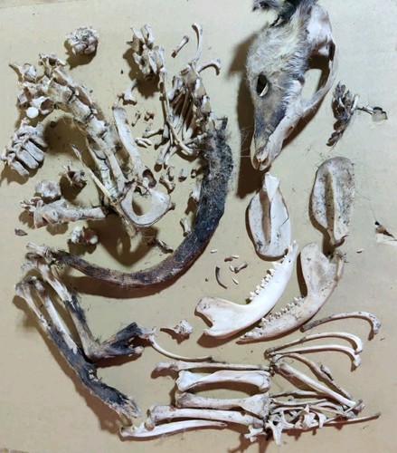 Opossum possum skull - opossum,