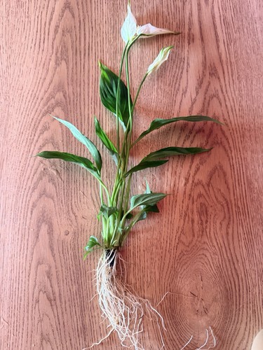 Peace lilly - peace,