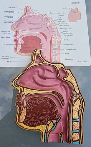 Human nasal cavity - nasal, model