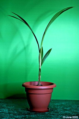 Real homegrown coconut palm - real,