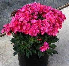 1 x Rare Lewisia  Raspberry Fuchsia Plug Plant Perennial Hardy Garden & Patio