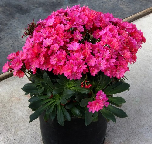 Rare lewisia raspberry - rare,