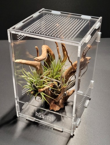 Jumping spider enclosure - spider,