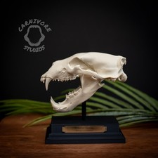 Polar Bear Skull Replica 3D