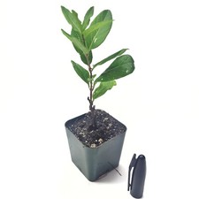 Honeysuckle live plant 1 Stem