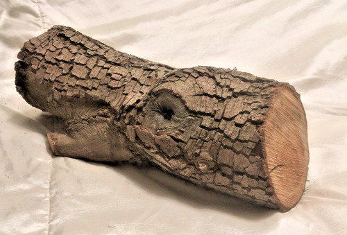 Holm oak wood log - wood,