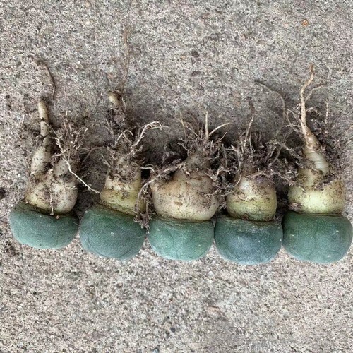 3cm succulent cactus - 2.5-3cm, plant