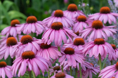 Echinacea magnus superior - 6,