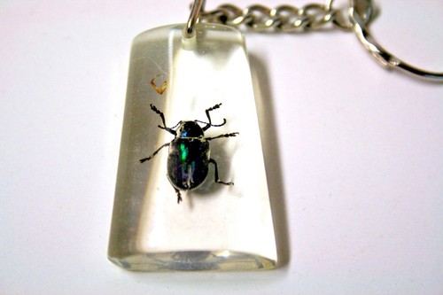 Blue flea beetle clear - blue, in
