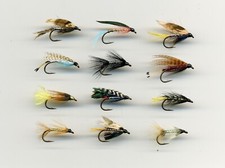 Sea Trout or Brown Trout