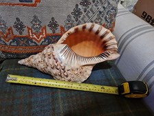 Conch Shell Large 14 Inches  Long Approx  7inch Wide Stonking Shell For Lamp