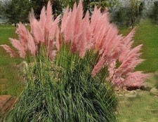 20litre size LARGE  4ft-5ft