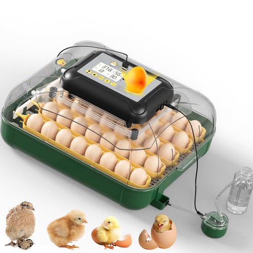 Egg incubator for - 30,