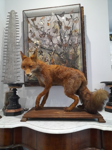 Taxidermy full size - , fox