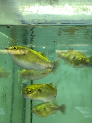 Avocado puffer 5 inches - avocado, 2-2.5