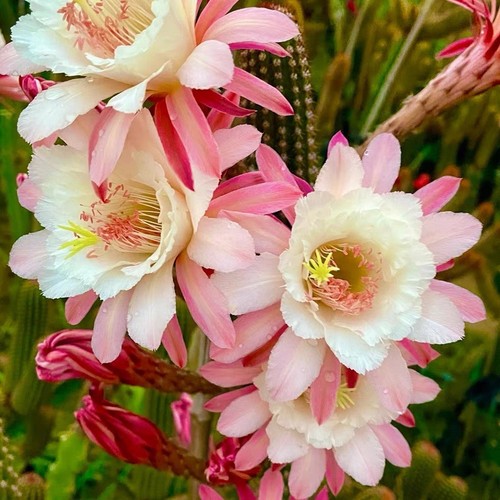 Height 4cm echinopsis - ≈4cm,