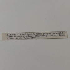 Llewellin & English Setter