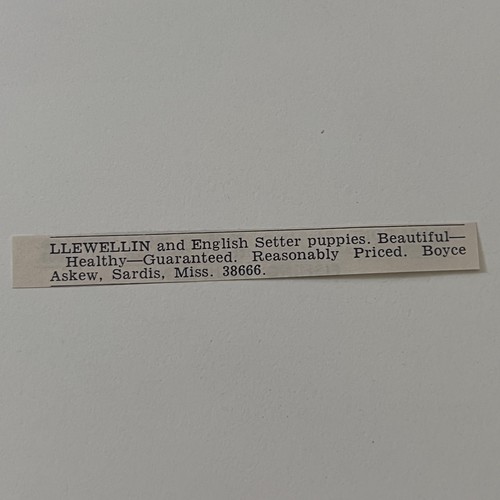 Llewellin english setter - &,