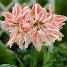 T&M Amaryllis Dancing Queen