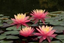 SUNFIRE WATER LILY - pond