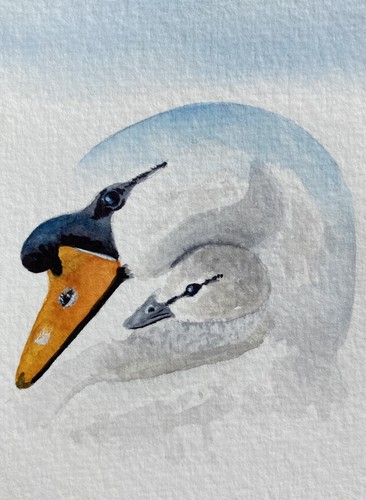 Original watercolour swan and - watercolour,