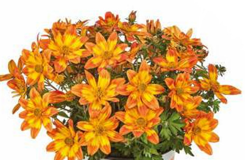 Trailing bidens orange - 6,