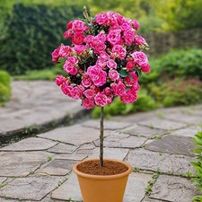 2 x Standard Pink Rose Tree 80cm tall Indoor Outdoor Garden Plants Pot Grown