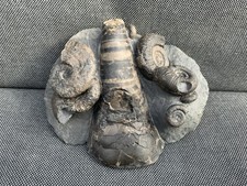 Rare Phragmacone & Ammonite