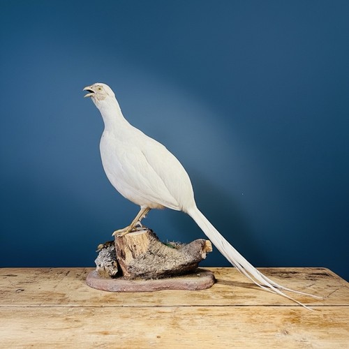 Taxidermy albino white - taxidermy,