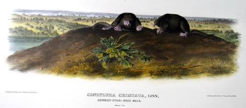 Audubon folio common - audubon, lg.