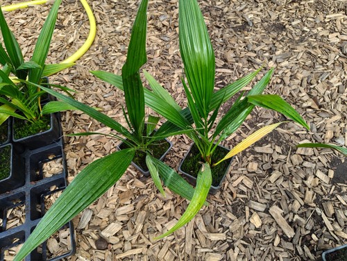Phoenix reclinata cm - phoenix, 11