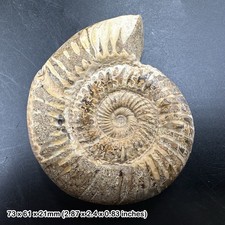 Fossilised perisphinctes